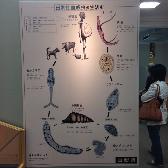 日本住血吸虫の生活史
